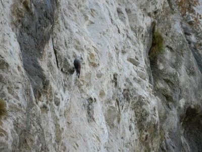 Picchio muraiolo 2012 02-25 Monte Fenera